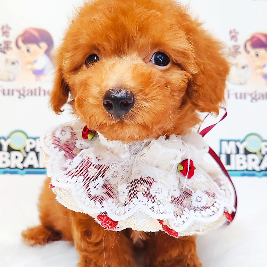 Poodle Puppy