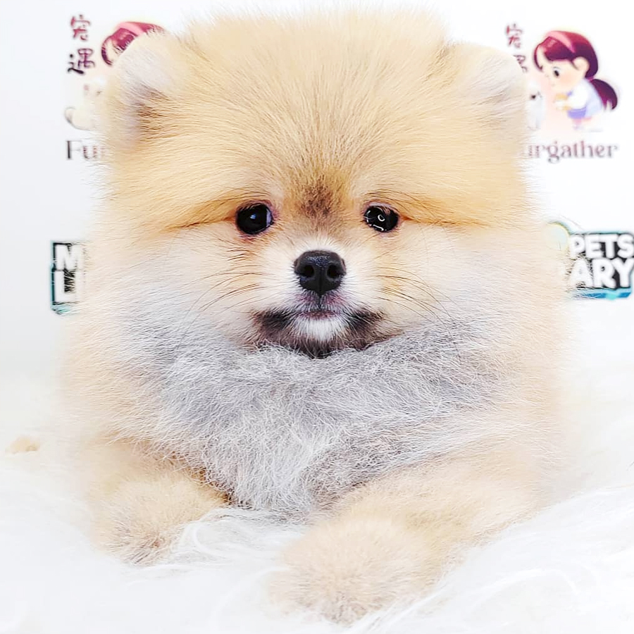 Tiny Pomeranian Puppy