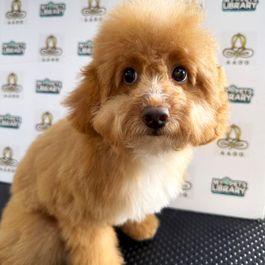 Toy Poodle Puppy