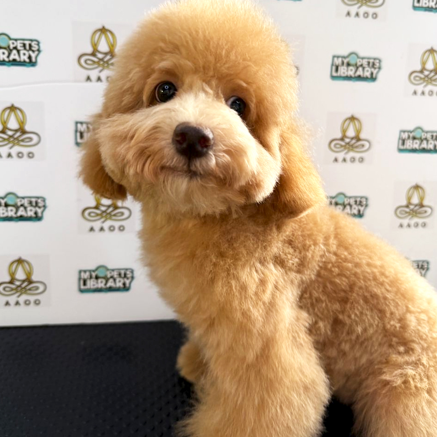 Toy Poodle Puppy