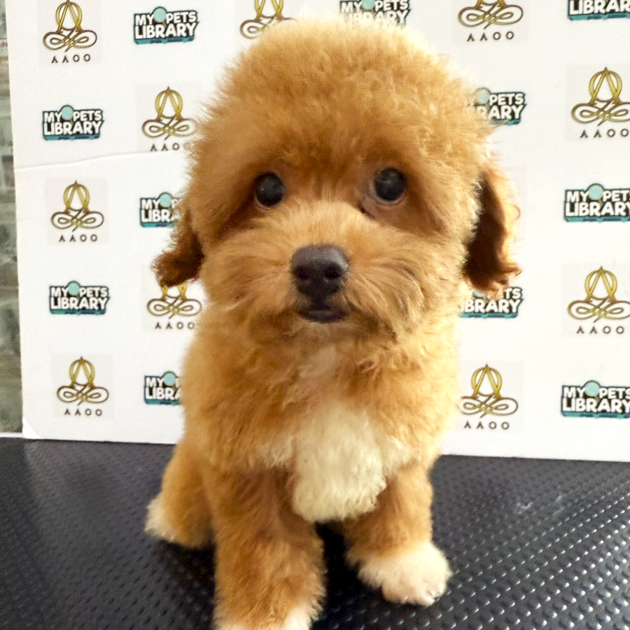 Toy Poodle Puppy