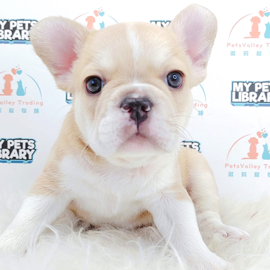 French Bulldog Puppy