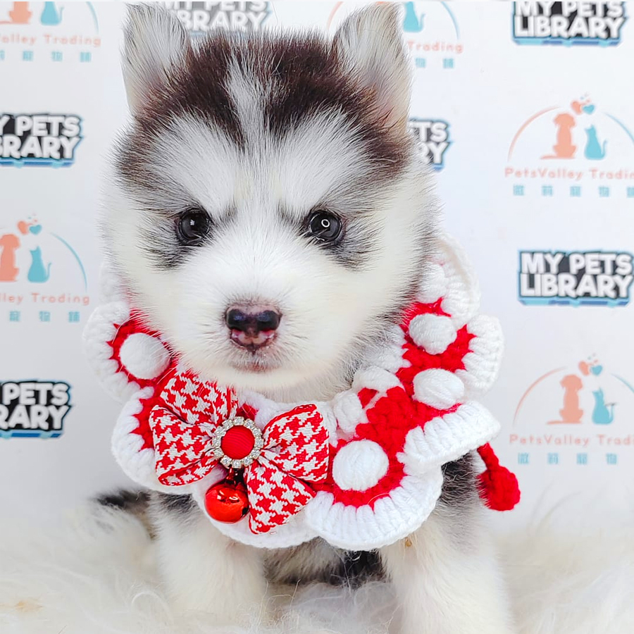 Pomsky Puppy