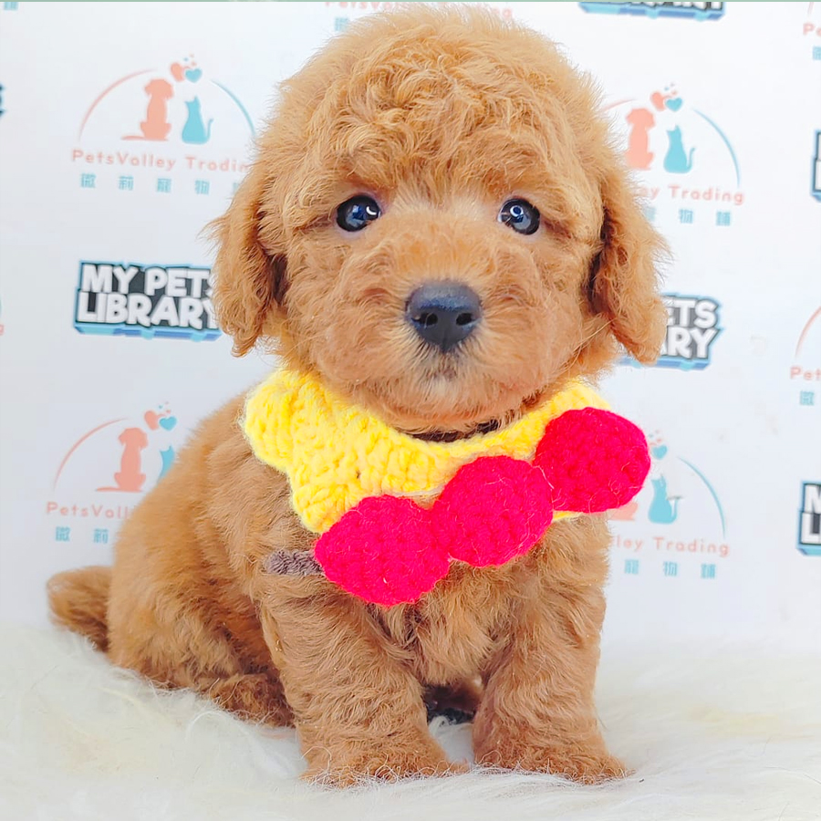 Toy Poodle Puppy