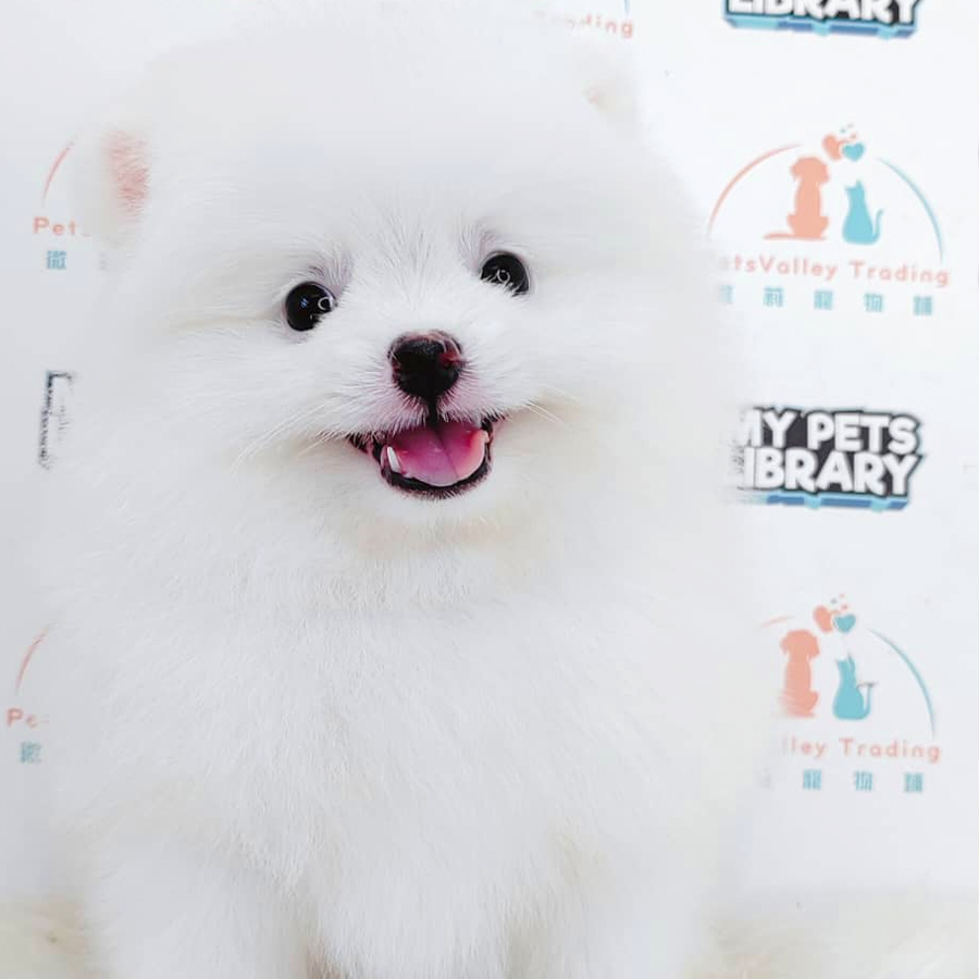 Pomeranian Puppy