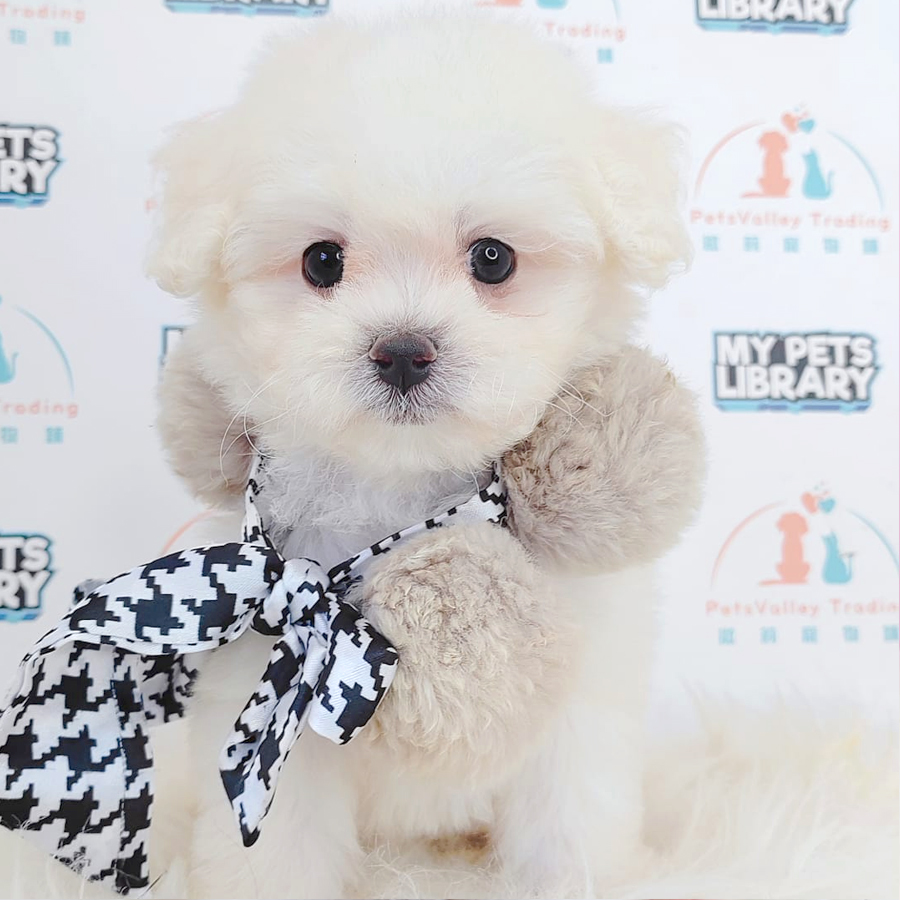 Maltipoo Puppy