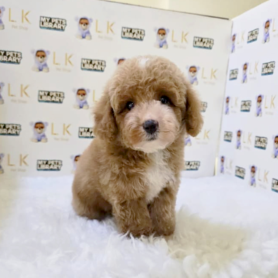 Toy Poodle Puppy