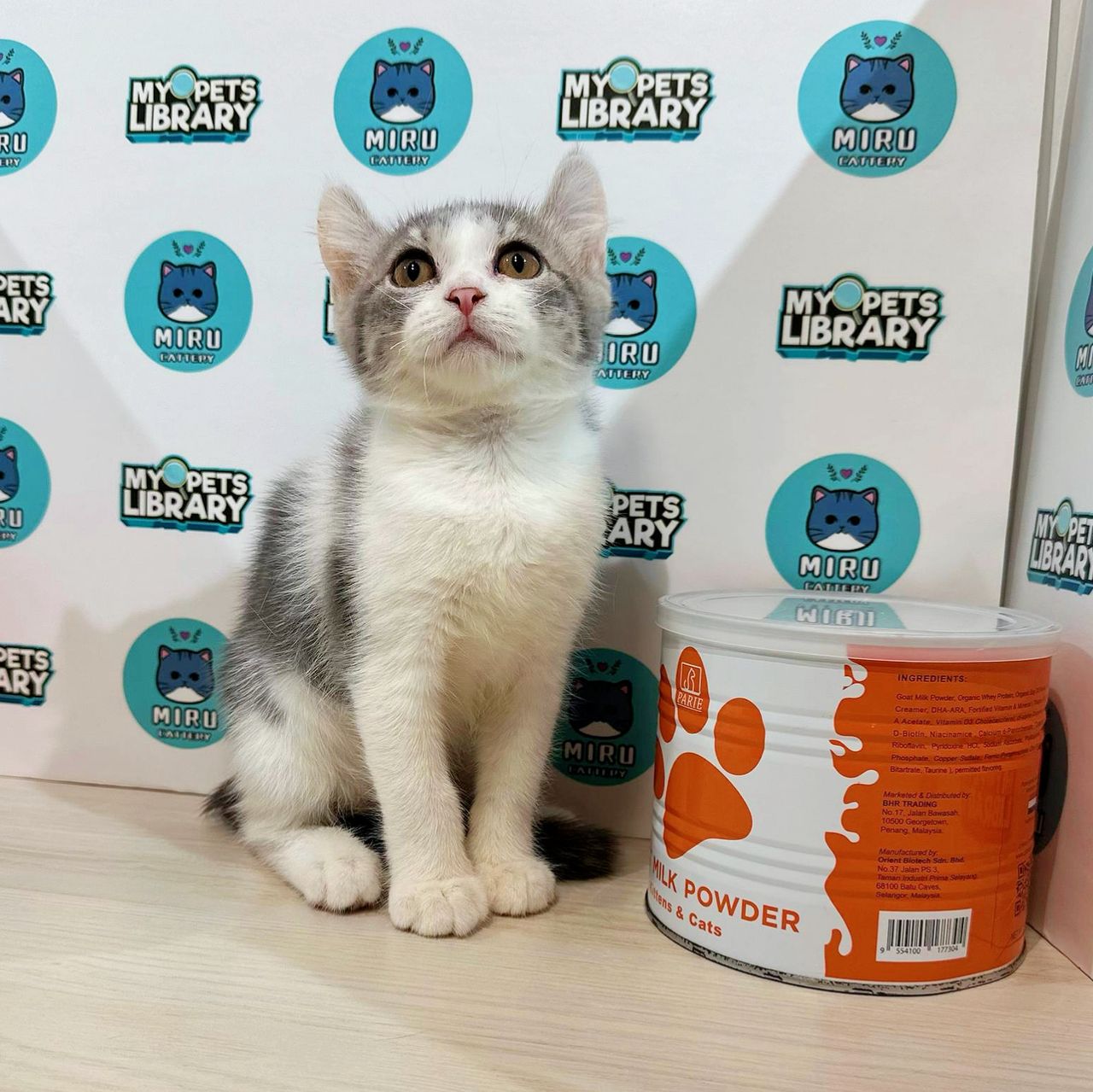 How to Be a Cat Breeder in Malaysia: Ultimate Step-by-Step Guide