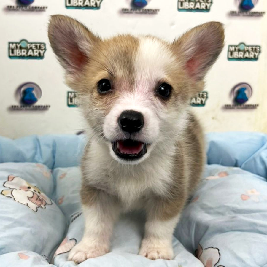 Corgi Puppy (Male)