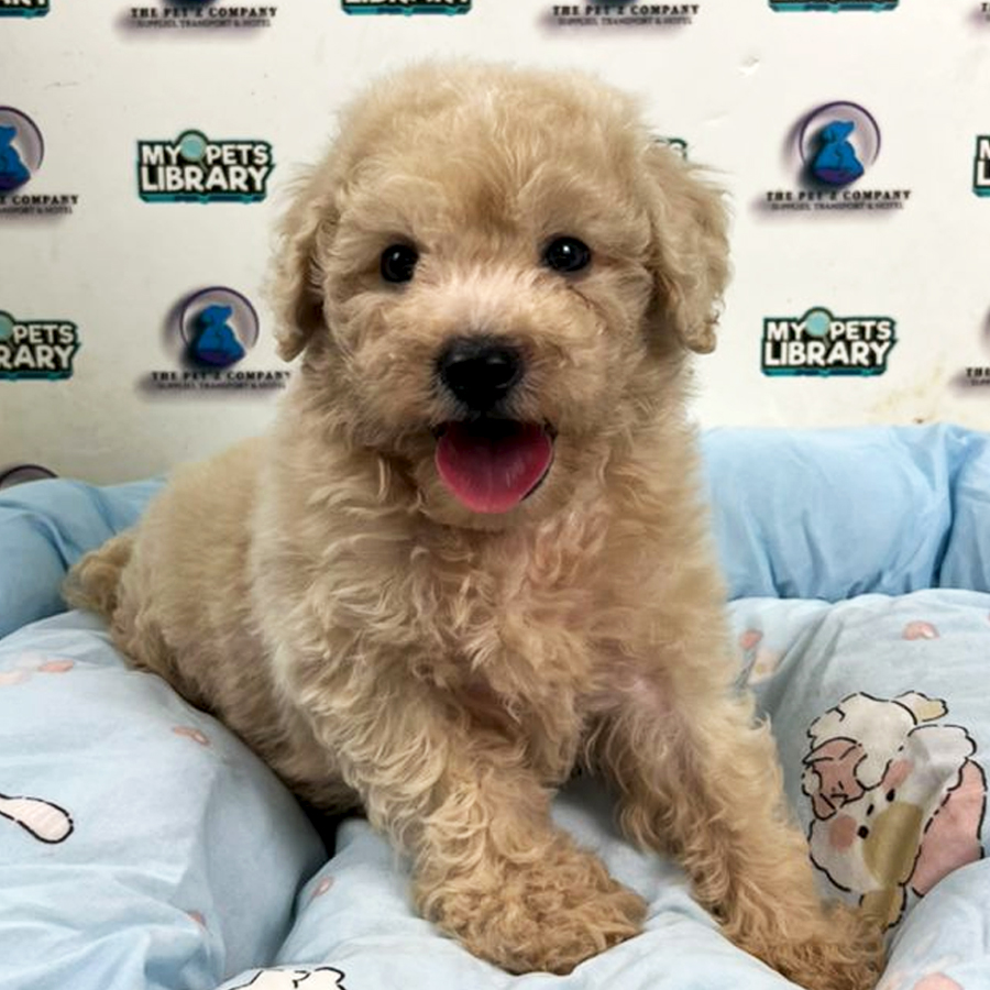 Maltipoo Puppy (Male)