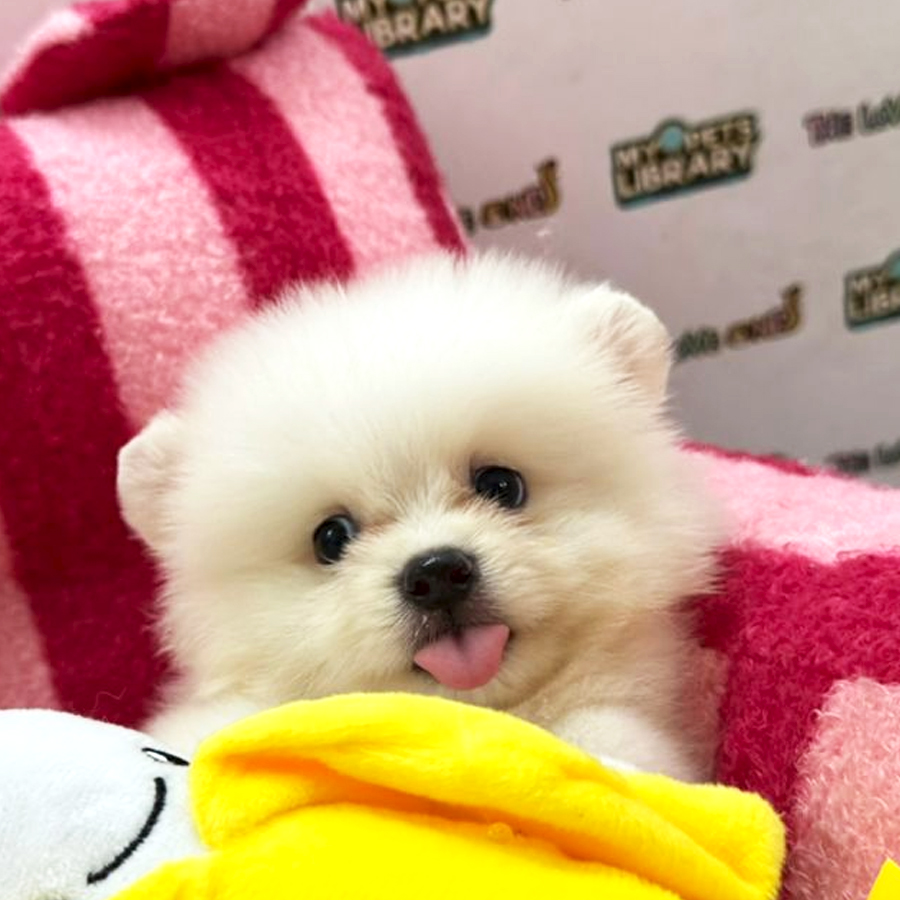 Tiny Pomeranian Puppy