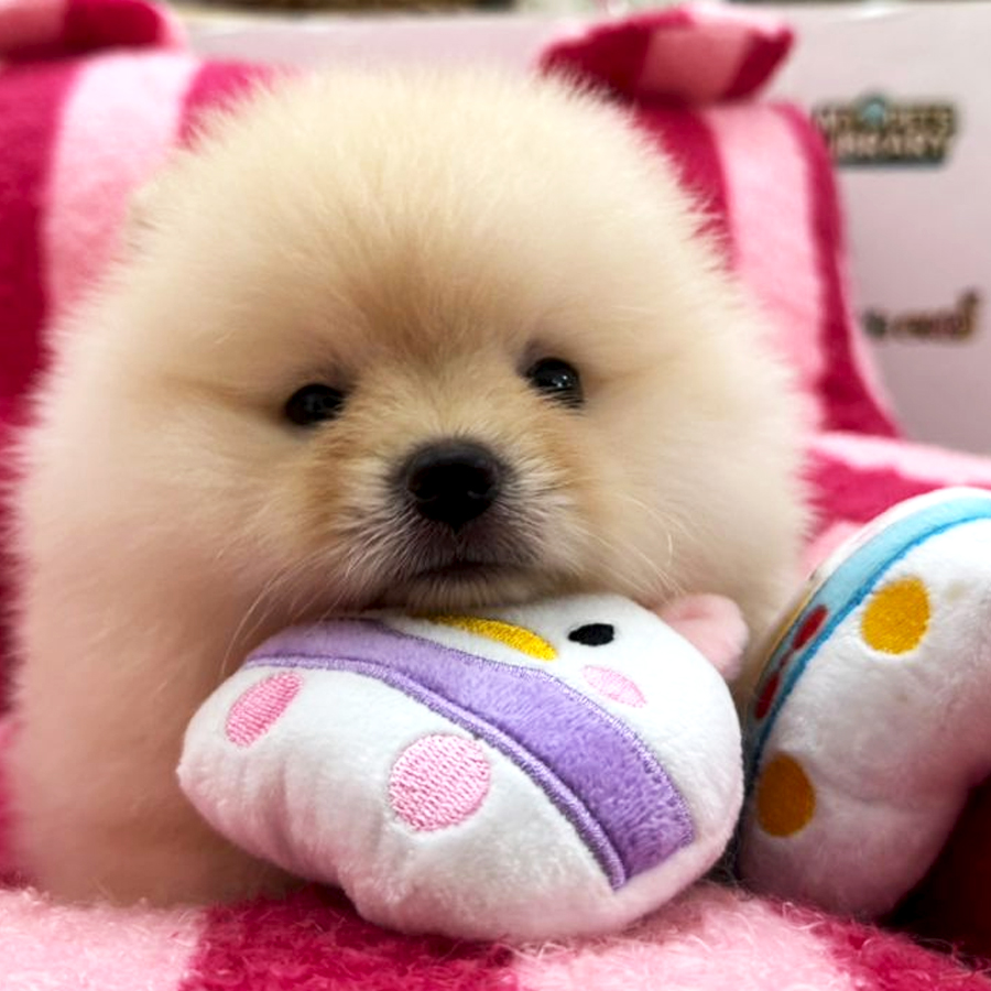 Tiny Pomeranian Puppy