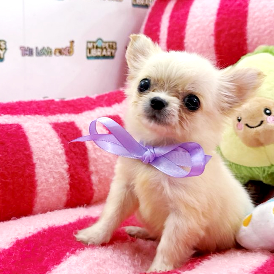 Teacup Chihuahua Puppy