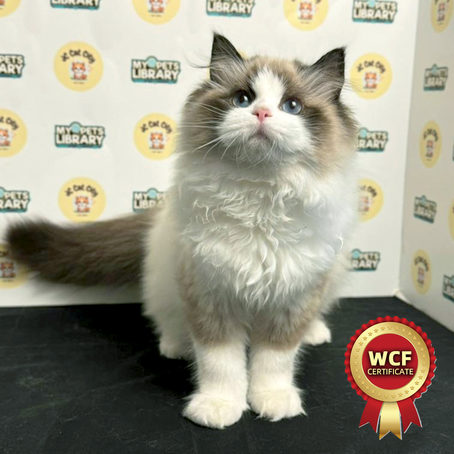 WCF Ragdoll Kitten