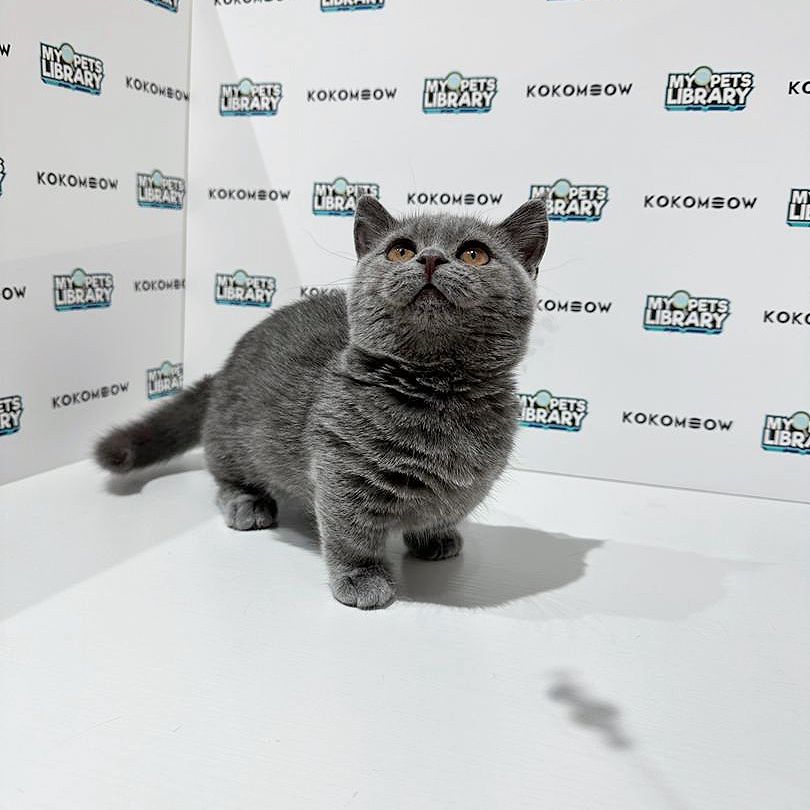 Super Short Munchkin British Shorthair Kitten
