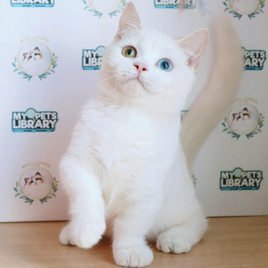 Munchkin Kitten