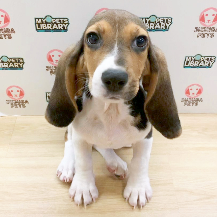 Beagle Puppy