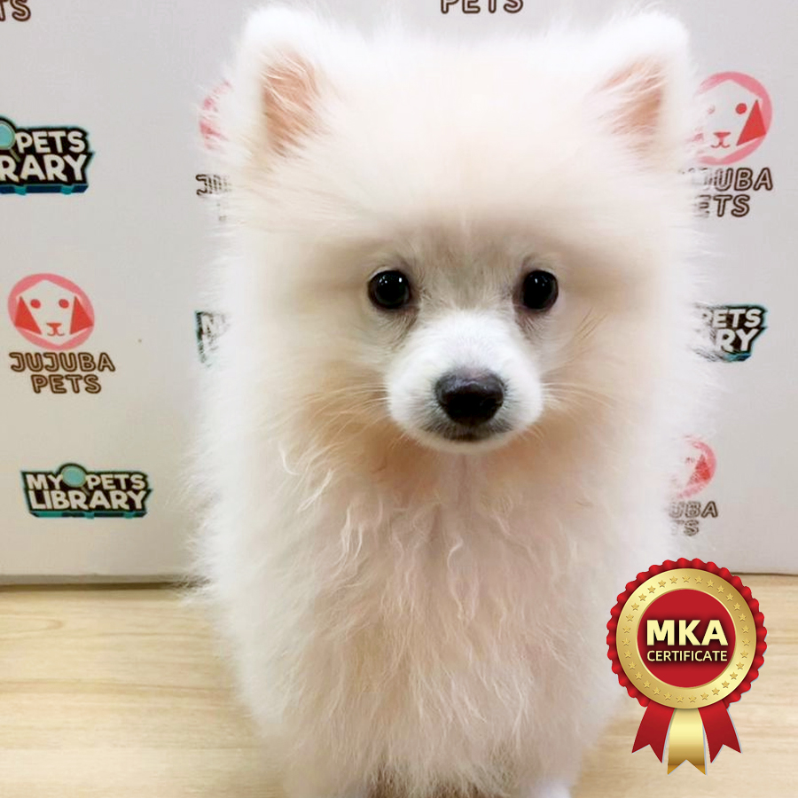 MKA Pomeranian Puppy