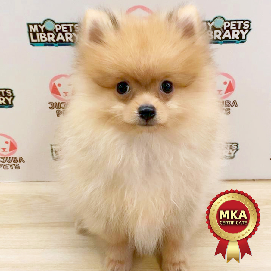 MKA Pomeranian Puppy
