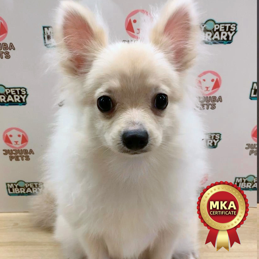 MKA Pomeranian Puppy