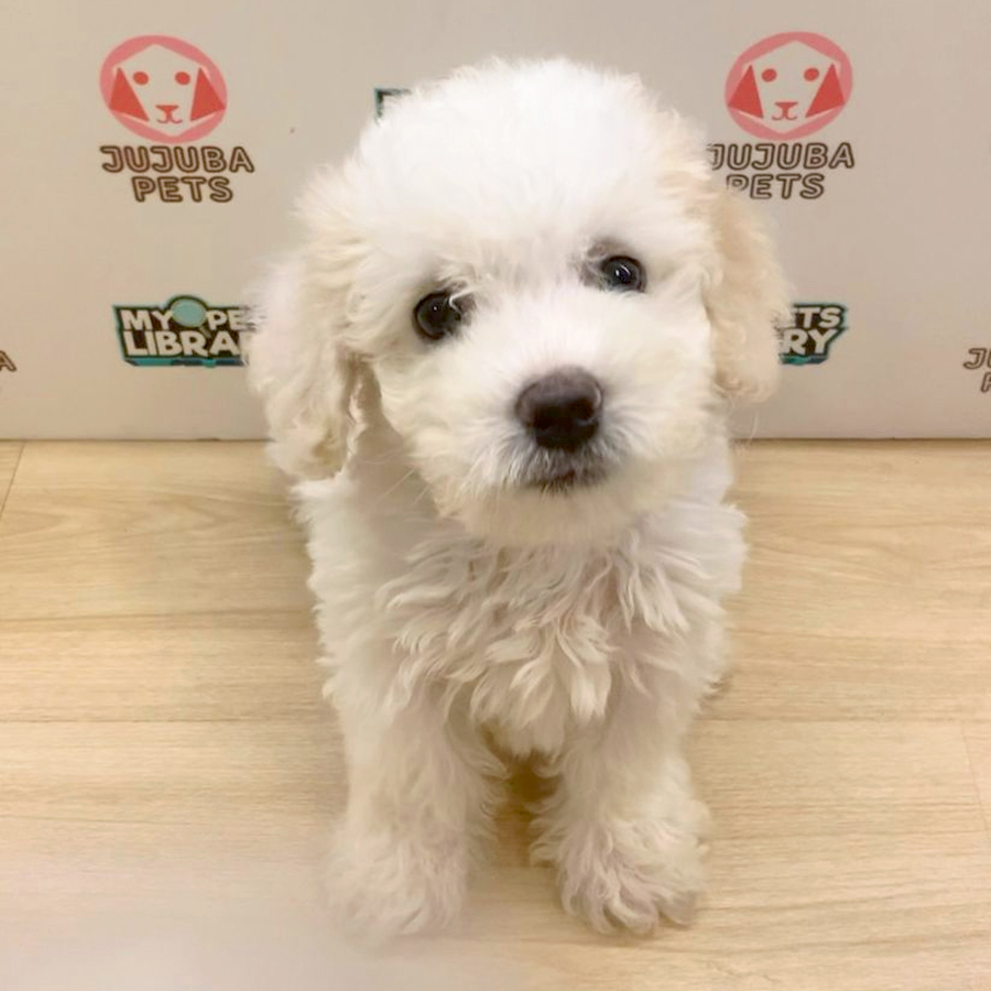 Toy Poodle Puppy