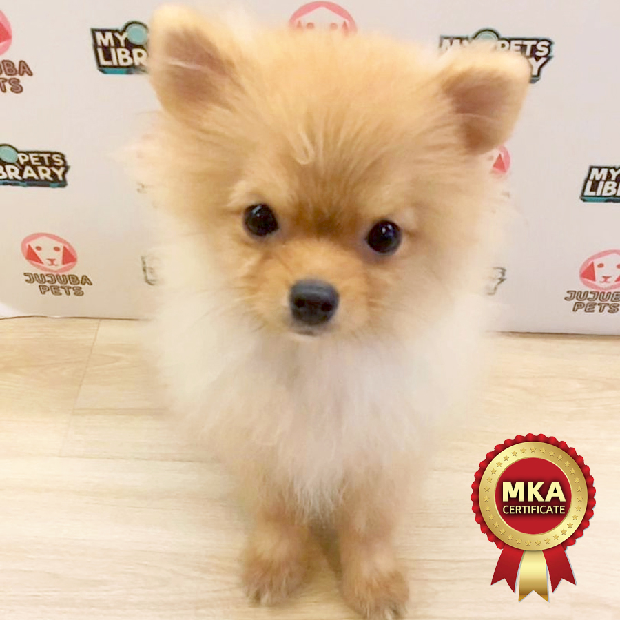 MKA Pomeranian Puppy