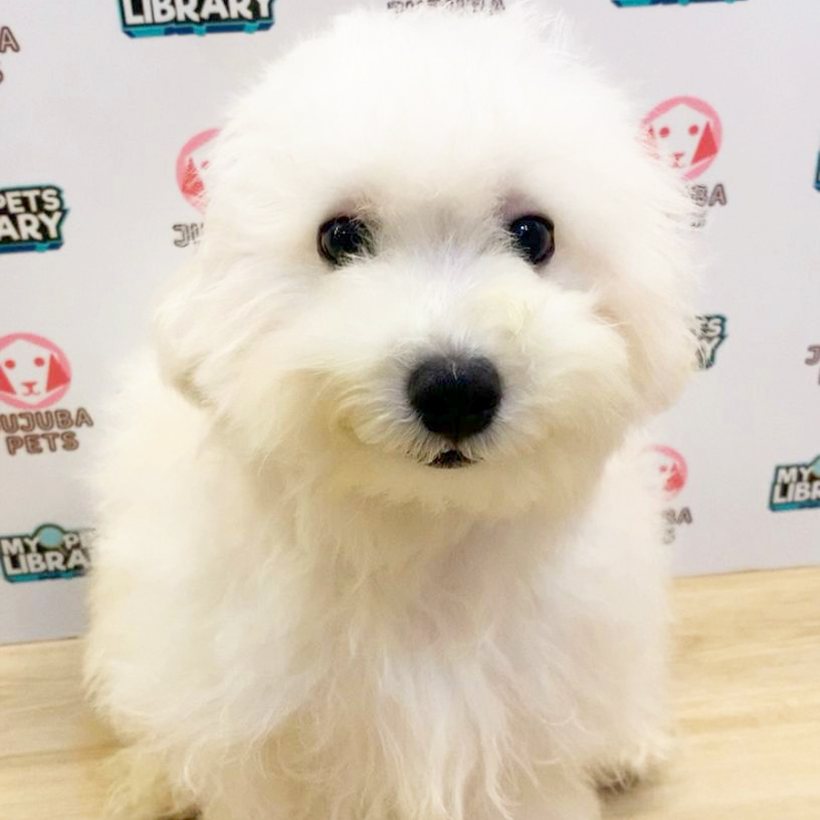 Toy Poodle Puppy