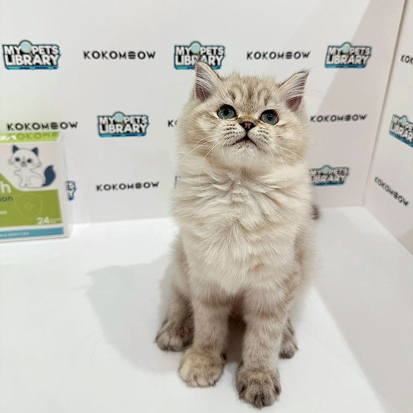 Scottishstraight Kitten
