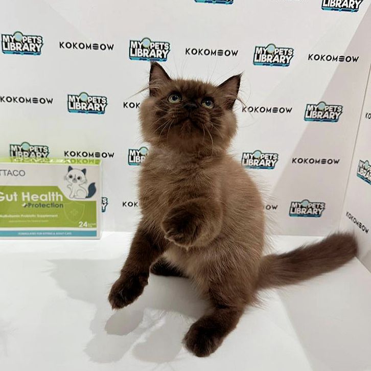 Scottishstraight Kitten