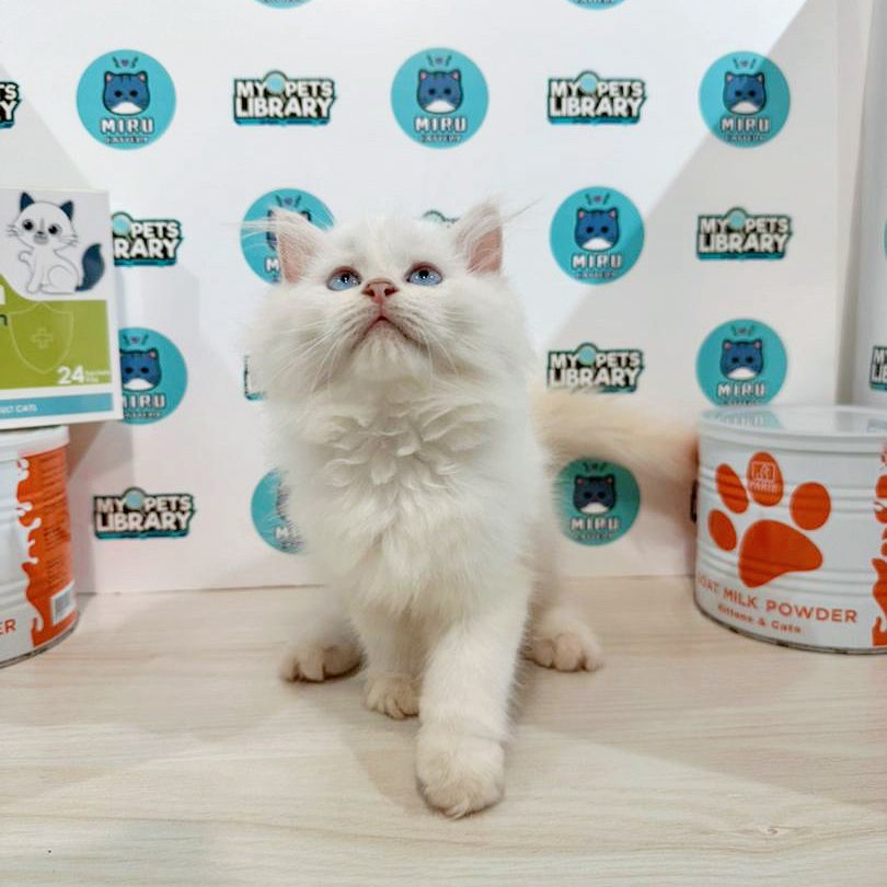 Turkish Angora Persian Kitten