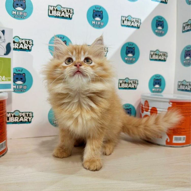 Scottishstraight Kitten