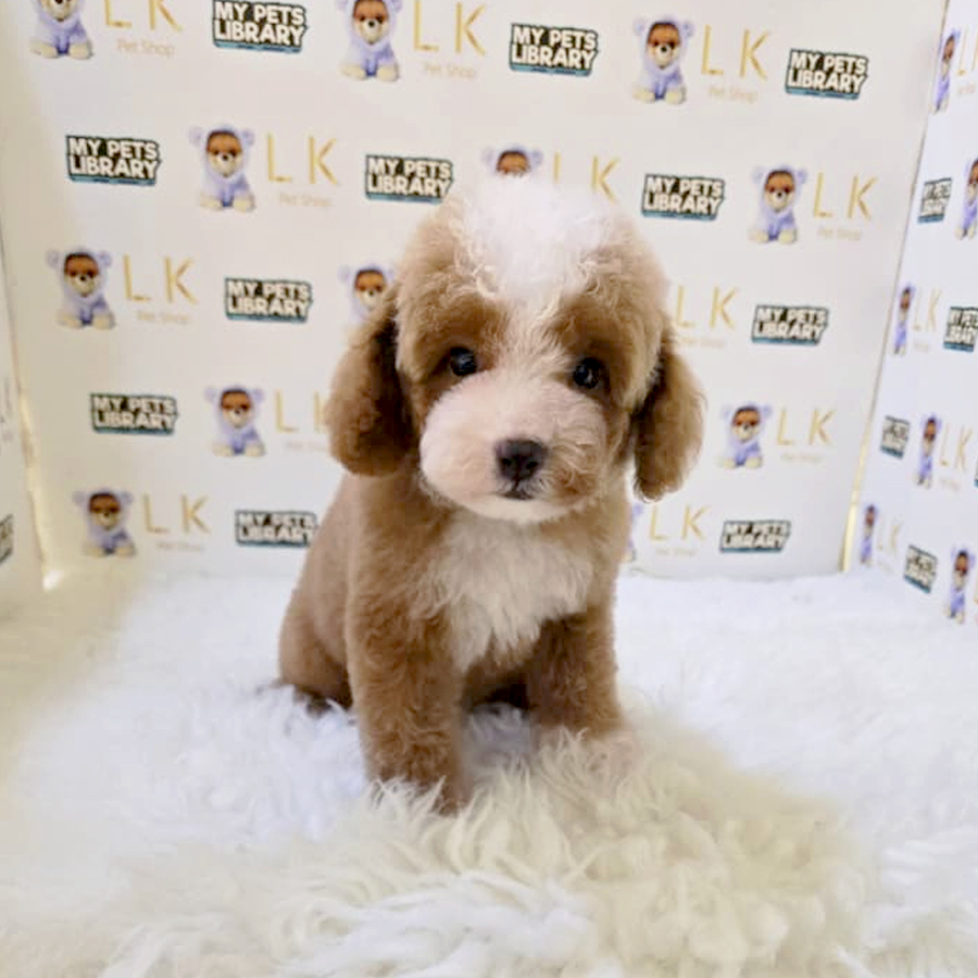 Toy Poodle Puppy