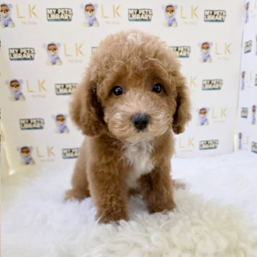 Maltipoo Puppy