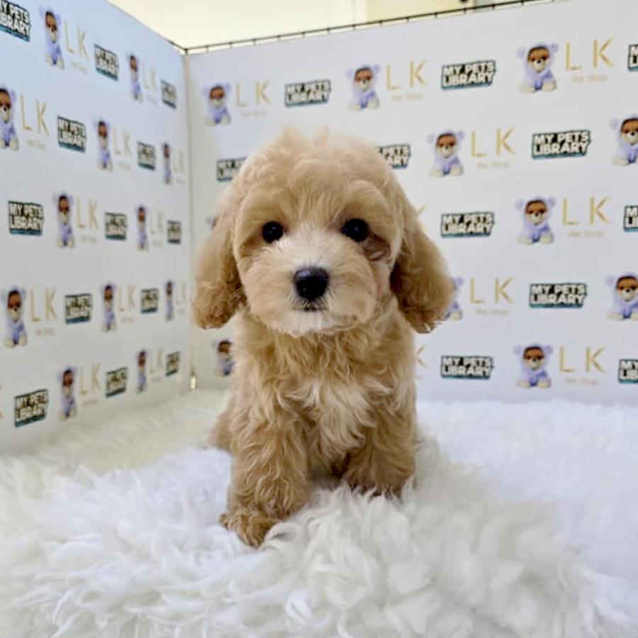 Maltipoo Puppy
