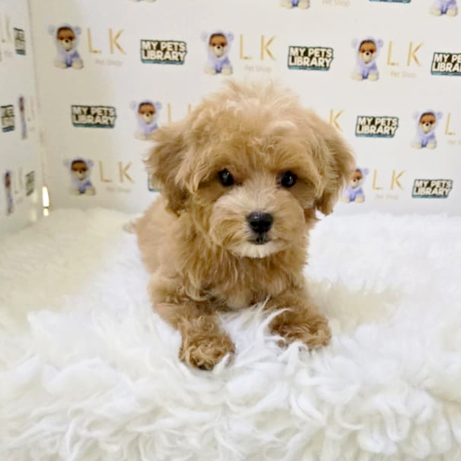 Maltipoo Puppy