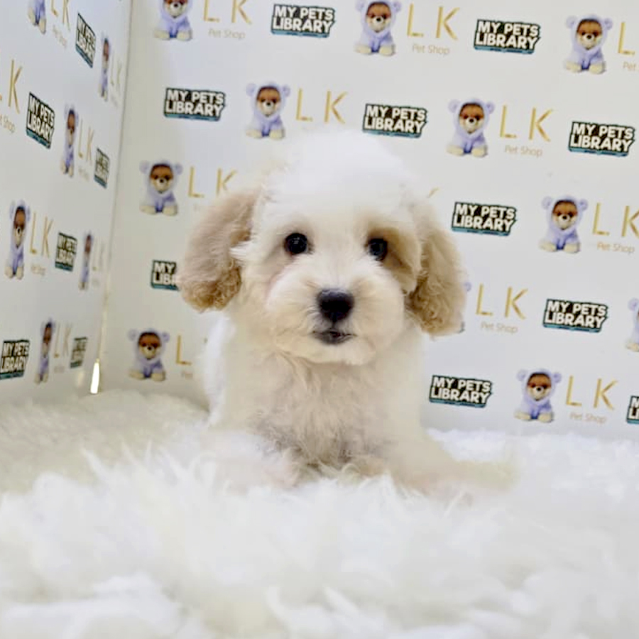 Maltipoo Puppy