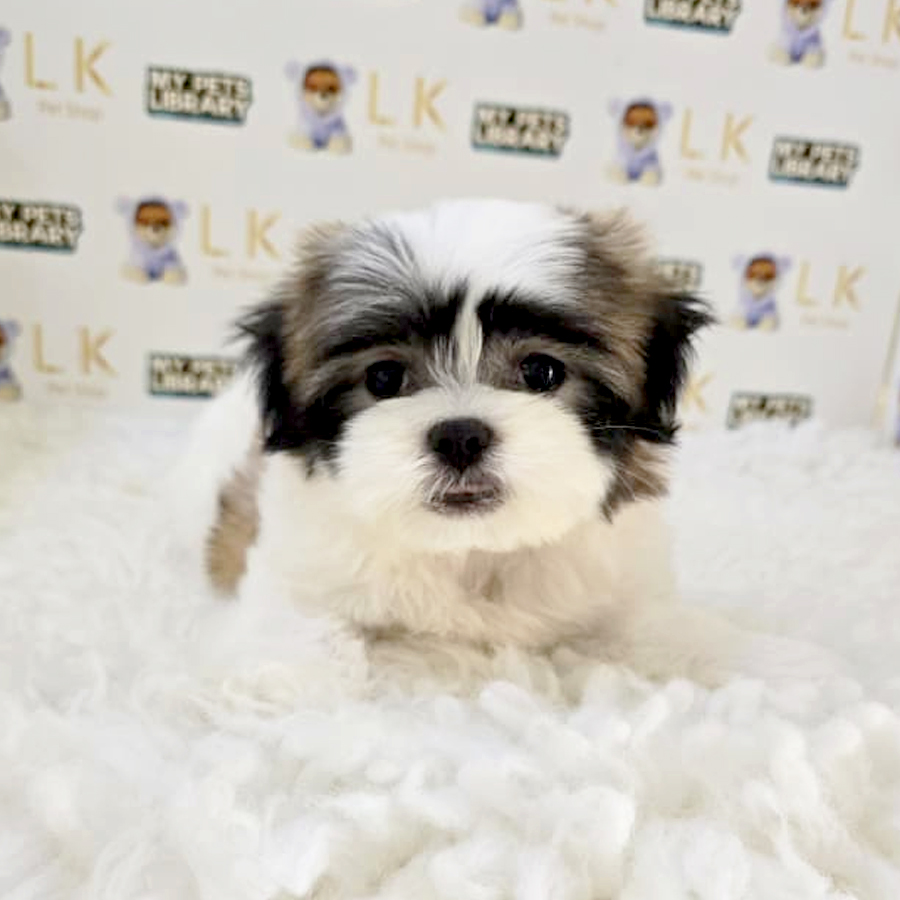 Malshi Puppy
