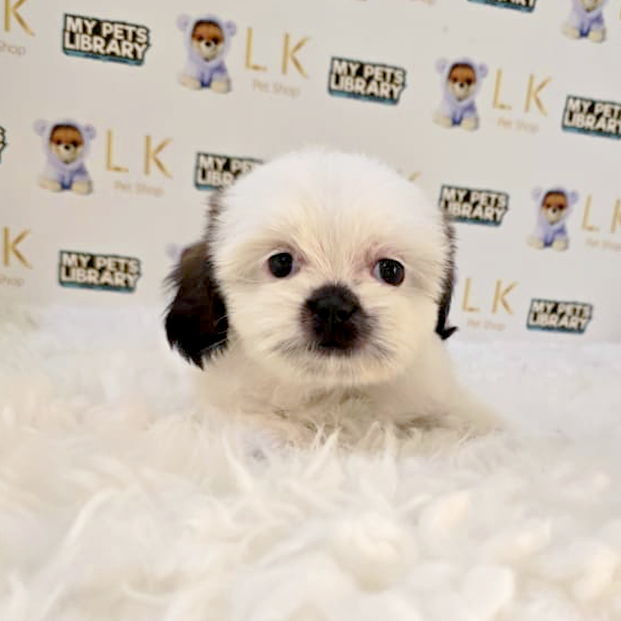Shih Tzu Puppy