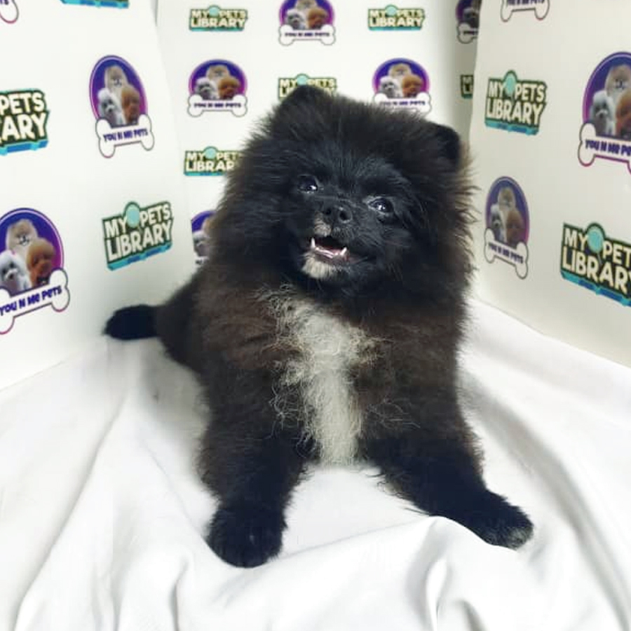 Tiny Pomeranian Puppy