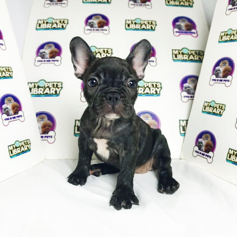 French Bulldog Puppy