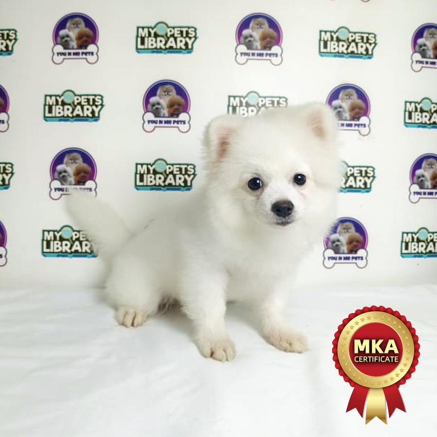 MKA Tiny Pomeranian Puppy