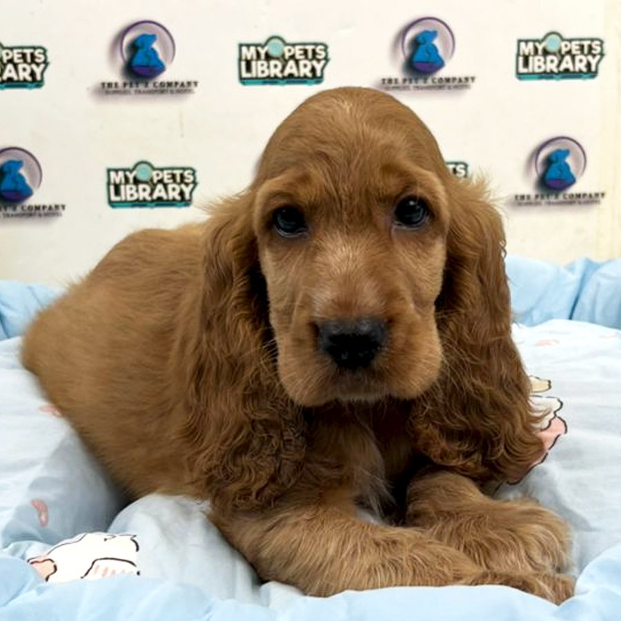 Cocker Spaniel Puppy