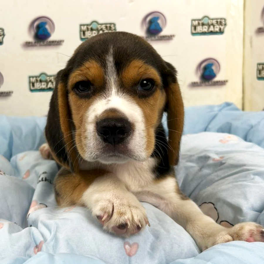 Beagle Puppy