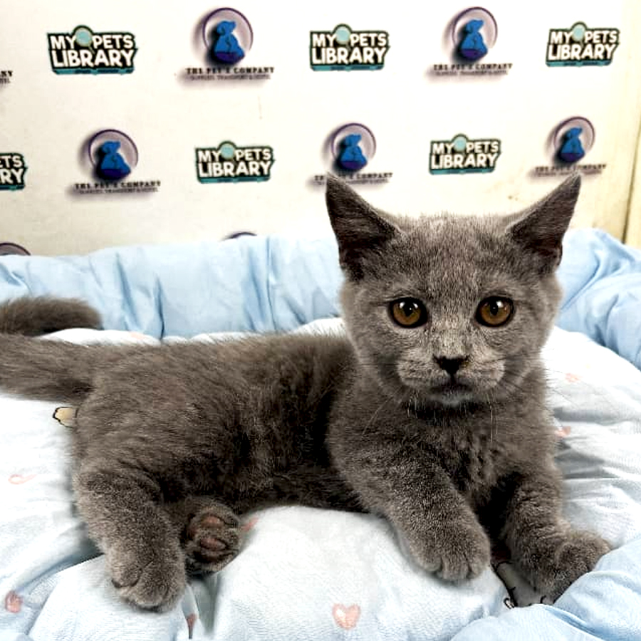 Munchkin Kitten