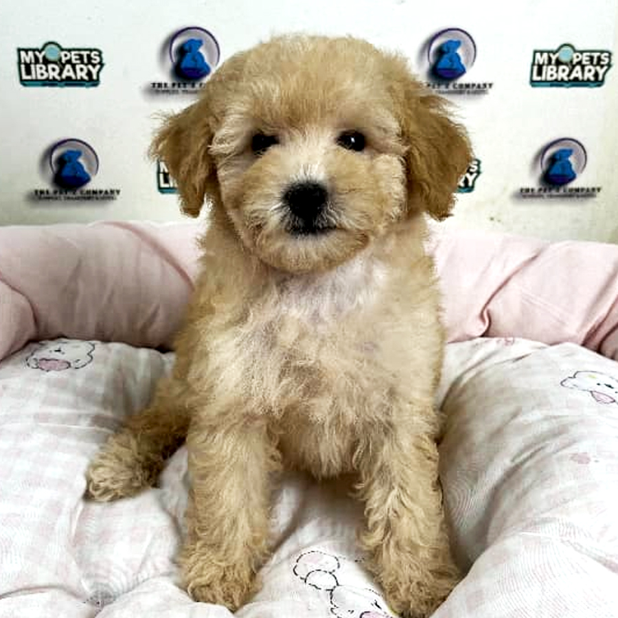 Poodle Puppy