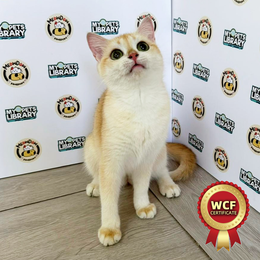 WCF British Shorthair Kitten