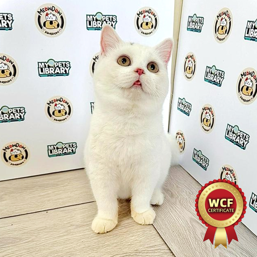 WCF British Shorthair Kitten