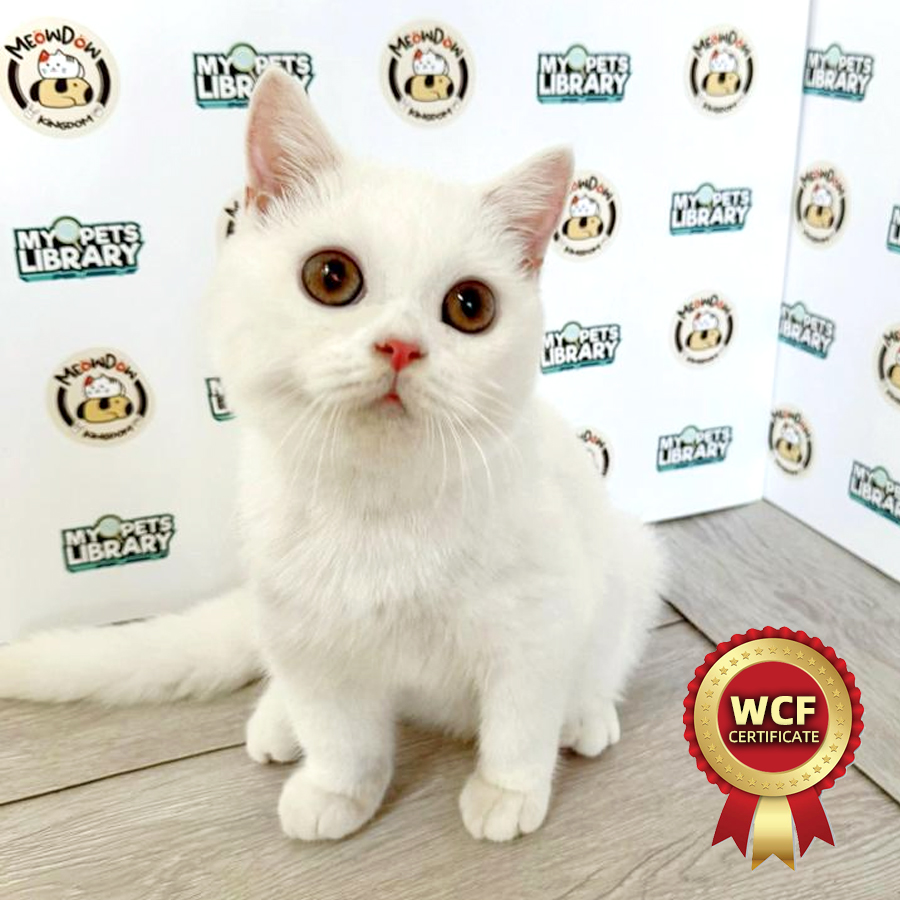WCF British Shorthair Kitten