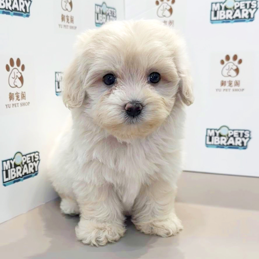 Maltipoo Puppy