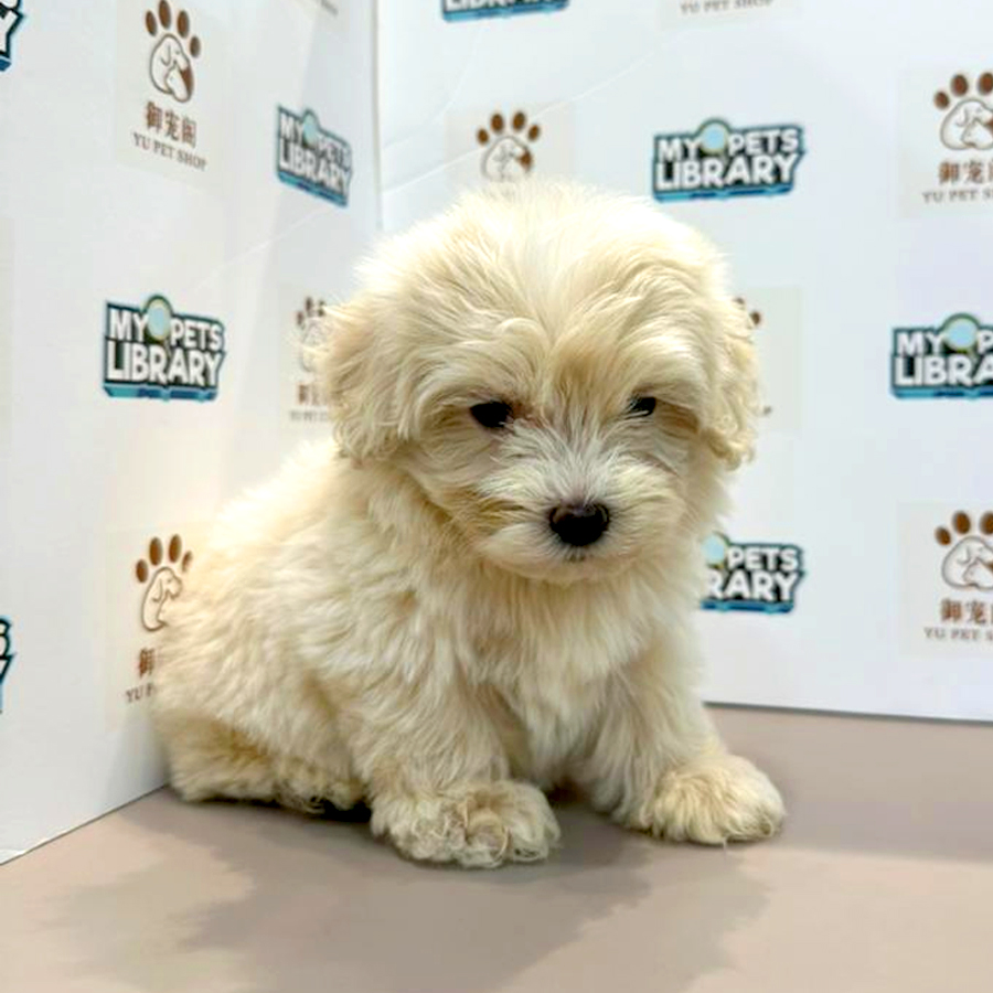 Maltipoo Puppy
